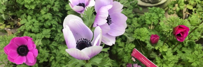 The Merry Harriers Garden Centre - North Devon banner