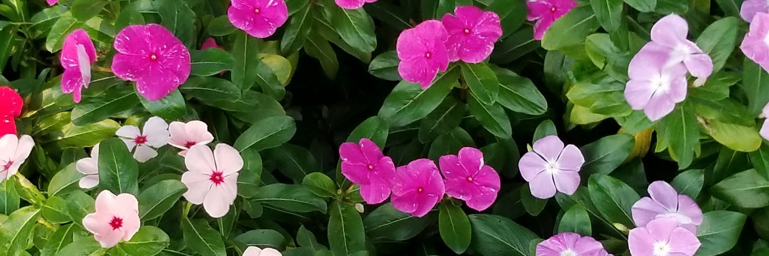 jazee2001's profile banner image