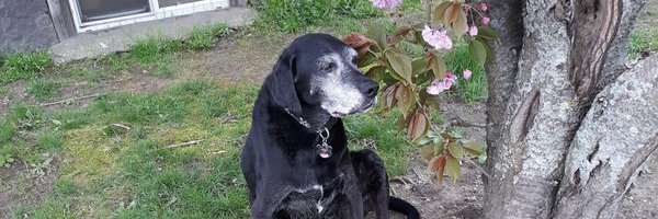 justabloodygame Profile Banner