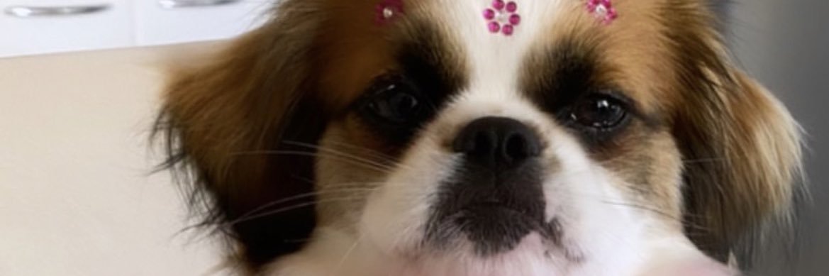 Ribsrafa's profile banner image