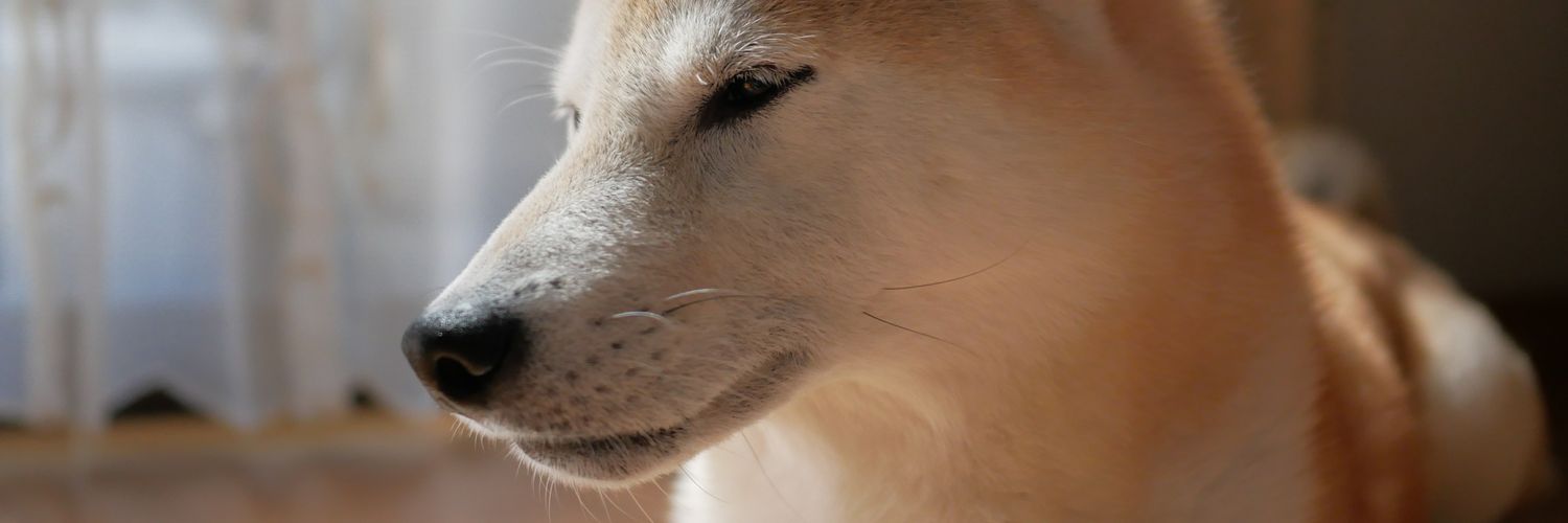 kyujitumankitsu's profile banner image