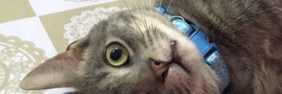 cbagnasco3's profile banner image