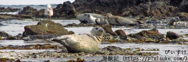 spottedseal1 Profile Banner