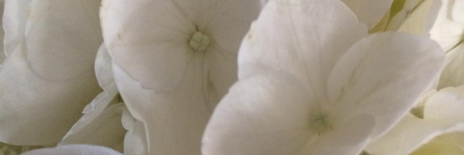 Jennifer Campbell banner