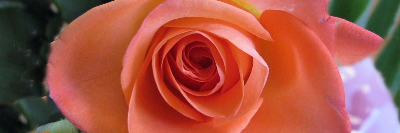 galinastilla's profile banner image