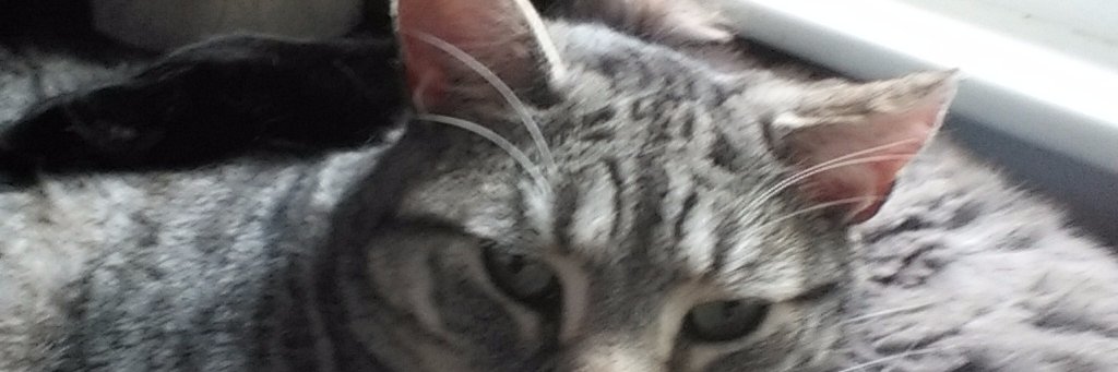 2twinslaughing's profile banner image