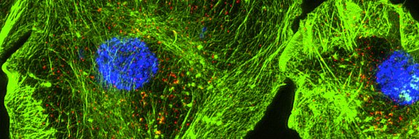 J_Cell_Sci Profile Banner