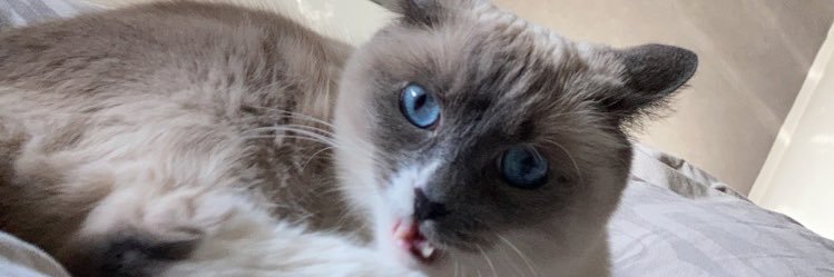 askeladdzerr's profile banner image