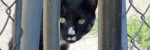 NYCFCI Profile Banner