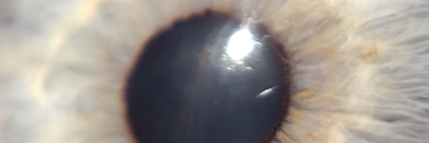 ninolimite's profile banner image