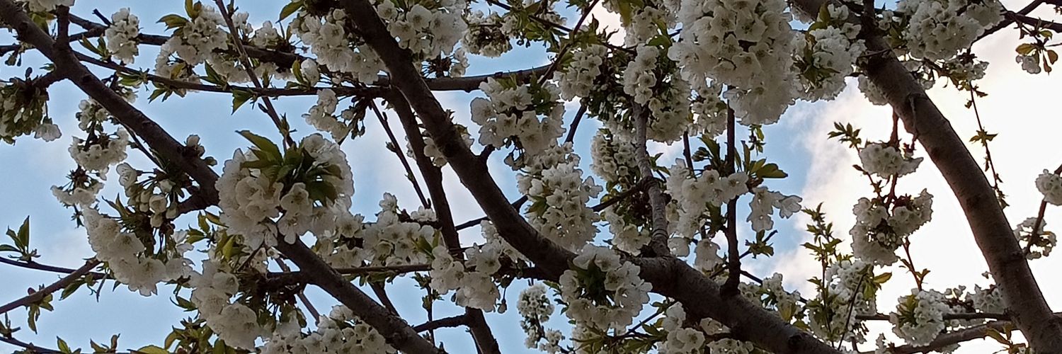 ayferdogen's profile banner image