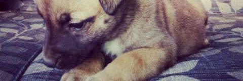 AngeLMPixie's profile banner image