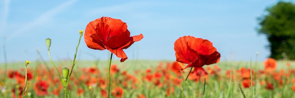 Lea_Reinhard's profile banner image