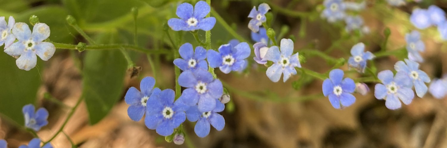 cattywampuscurl's profile banner image