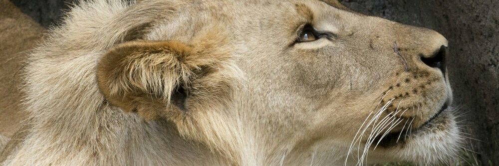 bumiArema87's profile banner image