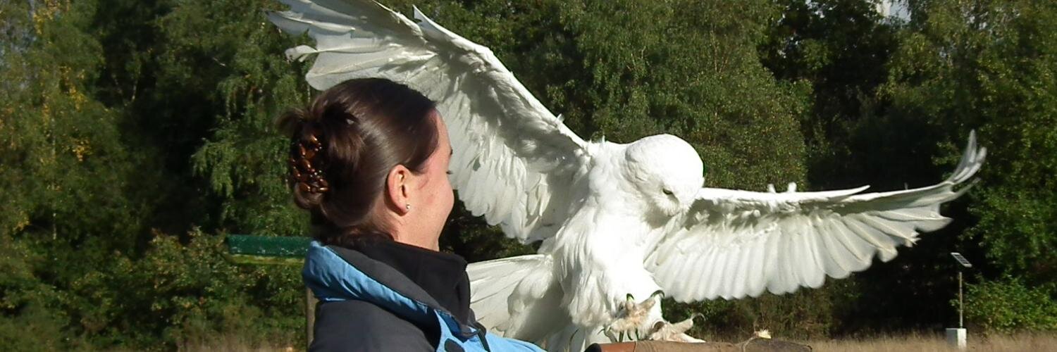 firebird082's profile banner image