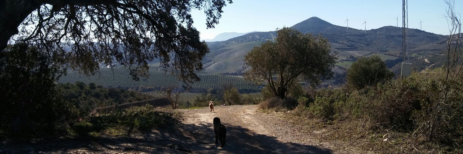 roignuria's profile banner image