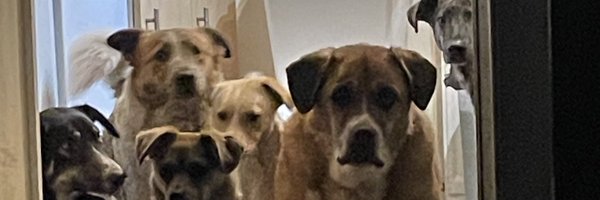 stefsrescue Profile Banner