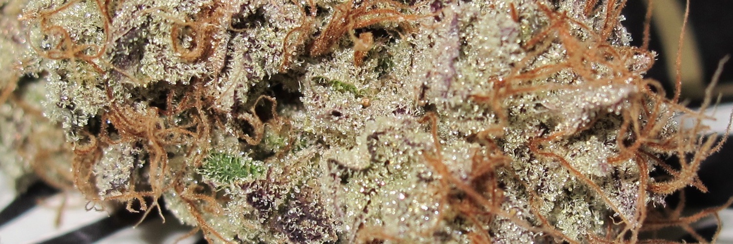 UltraGenetics's profile banner image