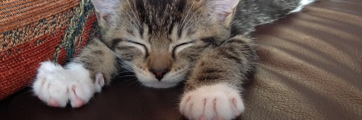 fluffypaaws's profile banner image