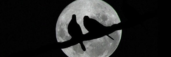ريحَانة الجنّة✨ banner
