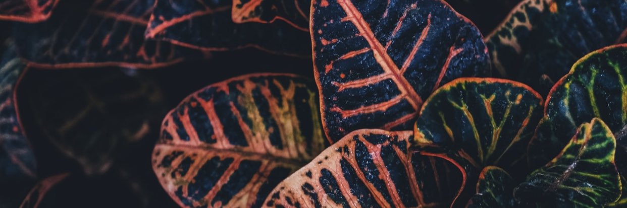 ernadetta's profile banner image