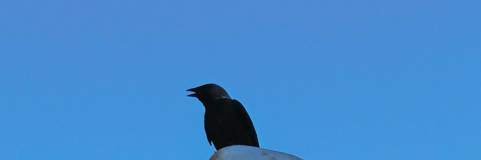 anakralices's profile banner image