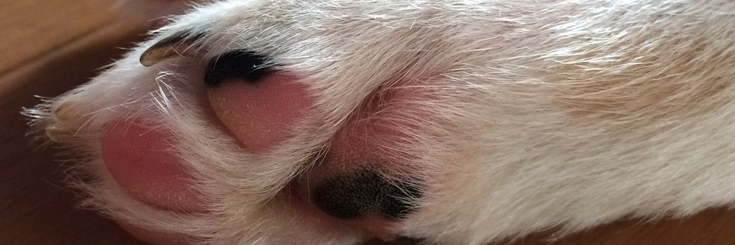 力工ルちゃん犬を飼う（猿） banner