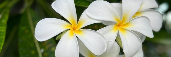 bensontek Profile Banner