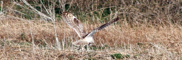 SeowlsUk Profile Banner