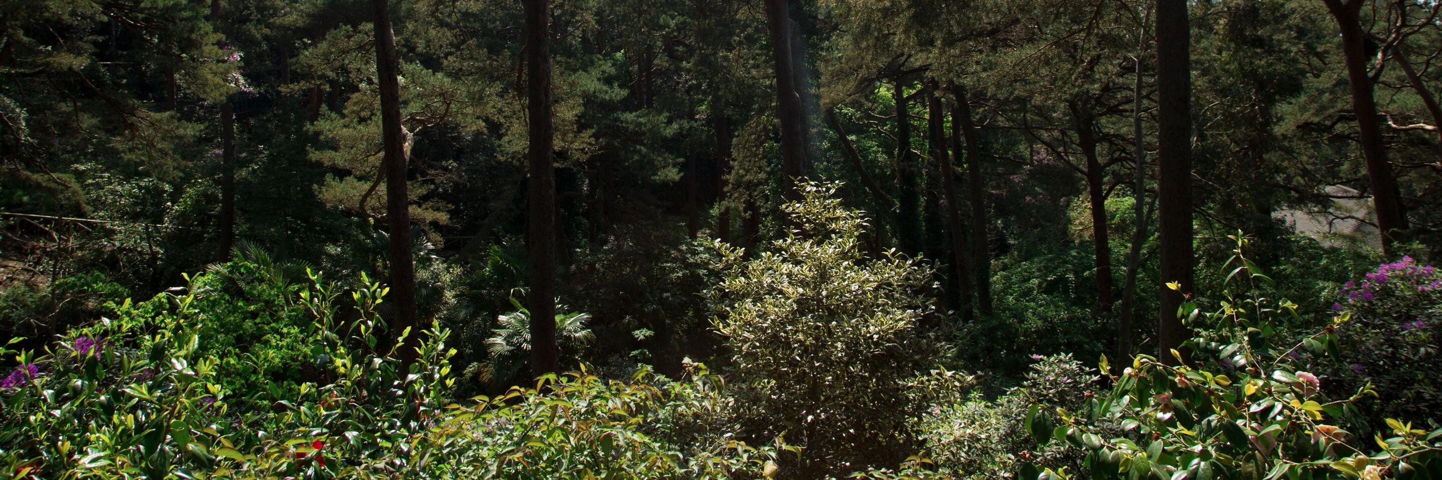 Emma Webster banner