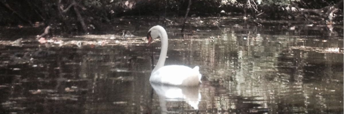 lambkin222's profile banner image