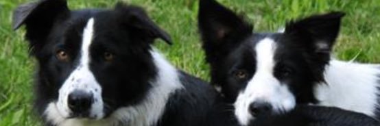 northbrookmike's profile banner image