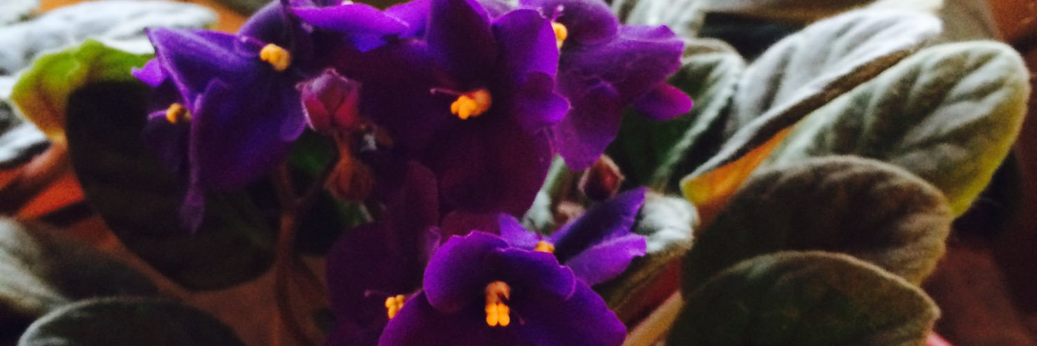 bdgrgrl79's profile banner image