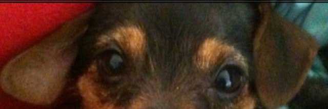 AmandaBPlants's profile banner image