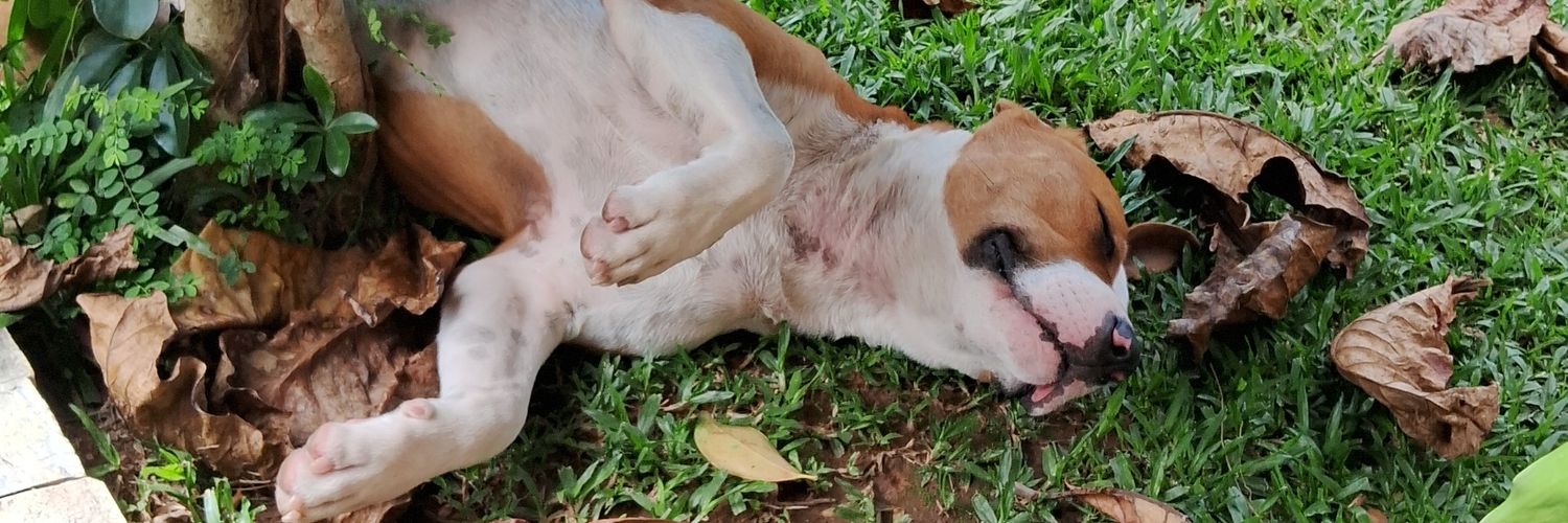 amoozooe's profile banner image