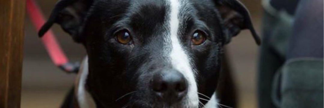HelpingDogPaws's profile banner image