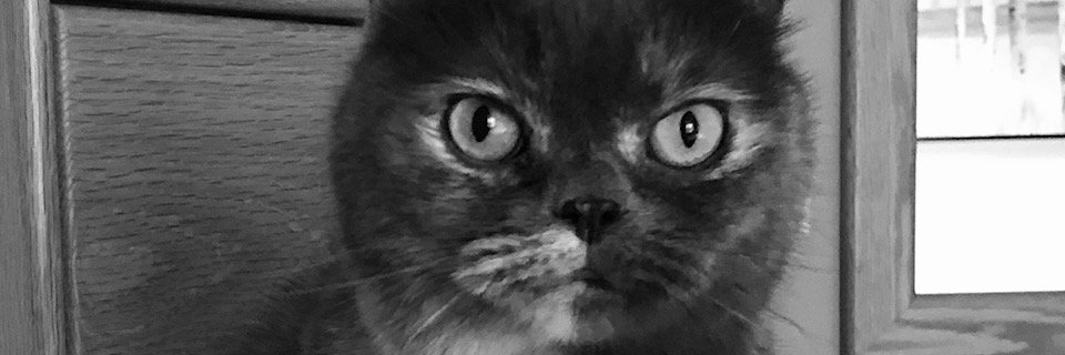 grapeandy's profile banner image