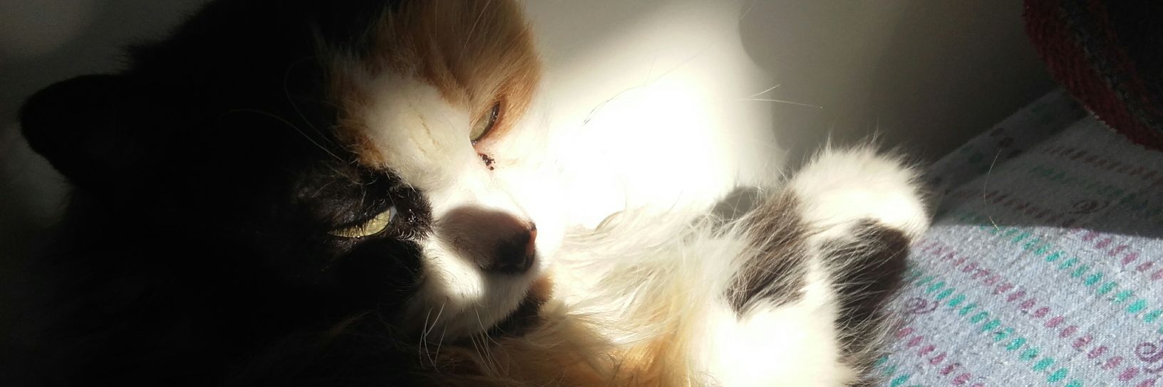ste200291's profile banner image