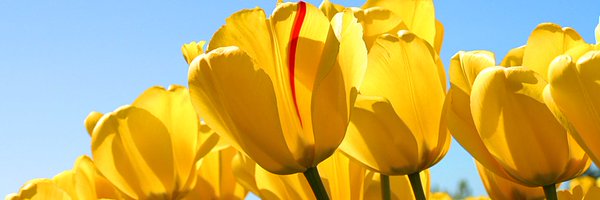 NK8Dec Profile Banner