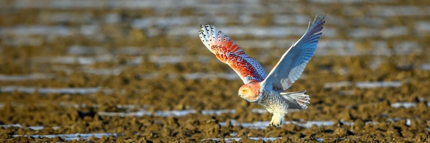 Brigo 👣🇺🇦💔🇺🇸 banner