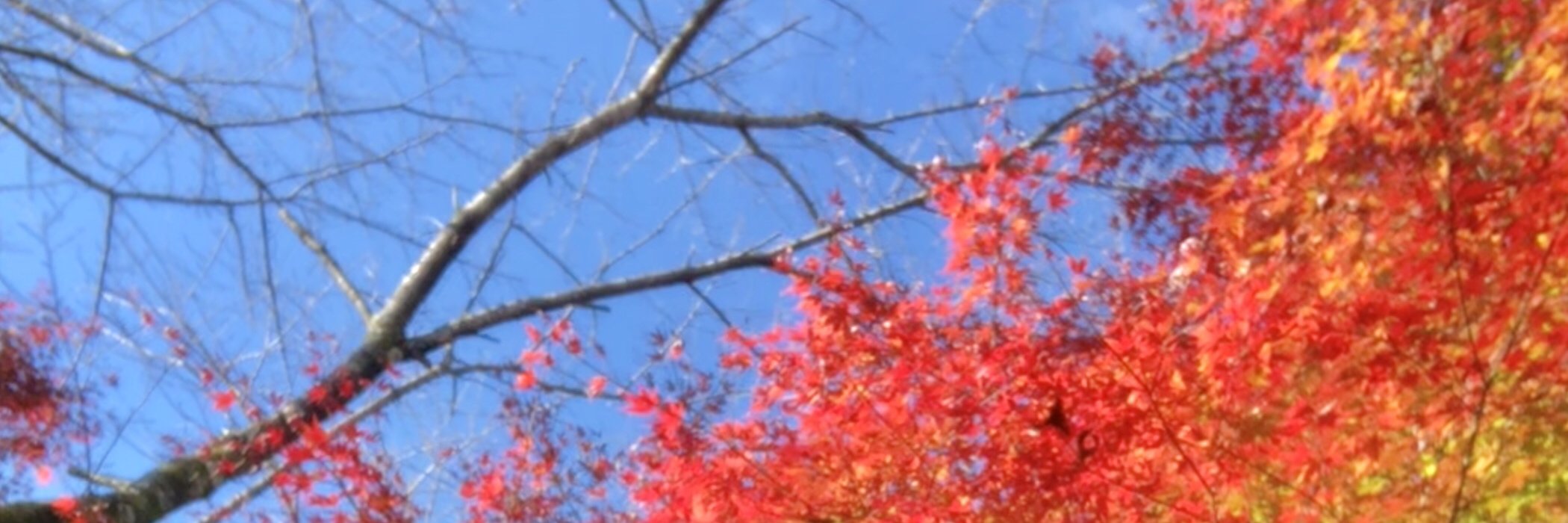 ogawa3230's profile banner image