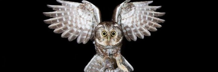 ludimilaSc's profile banner image
