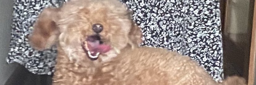 Emily_miicha's profile banner image