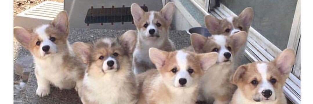 corgistitch's profile banner image