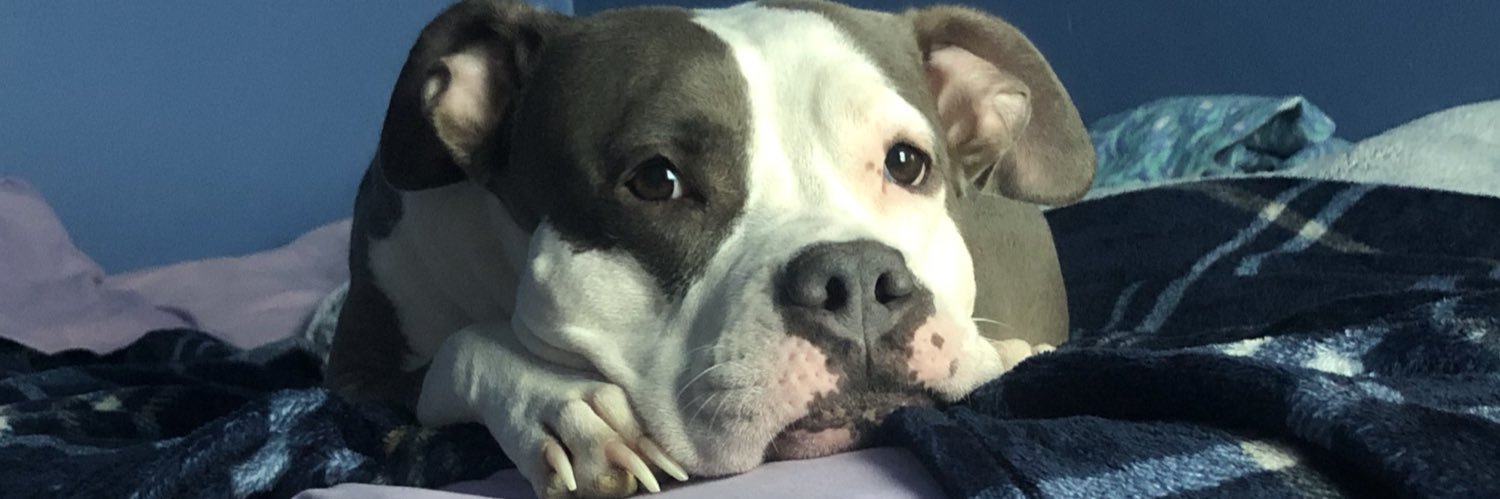 shyleahhhh's profile banner image