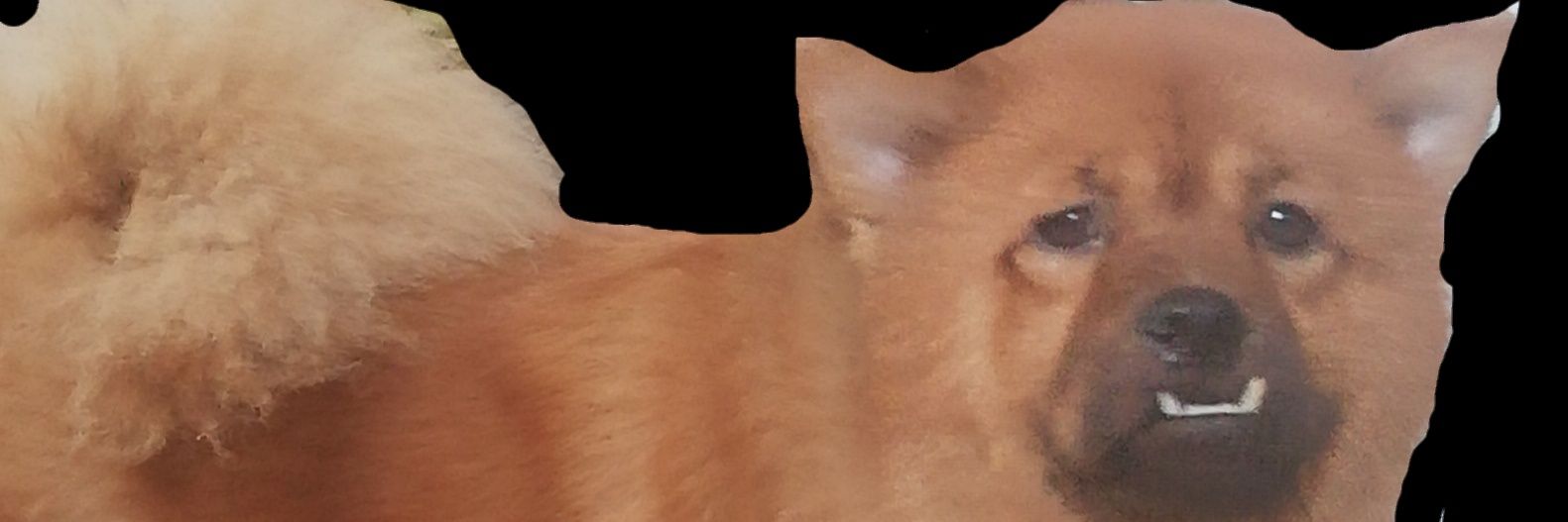 rosetulips178's profile banner image