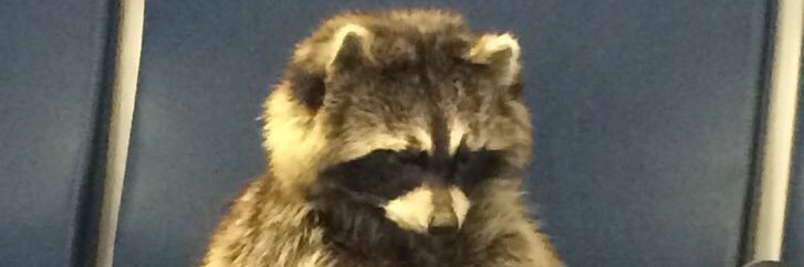 ARaccoonRandom's profile banner image