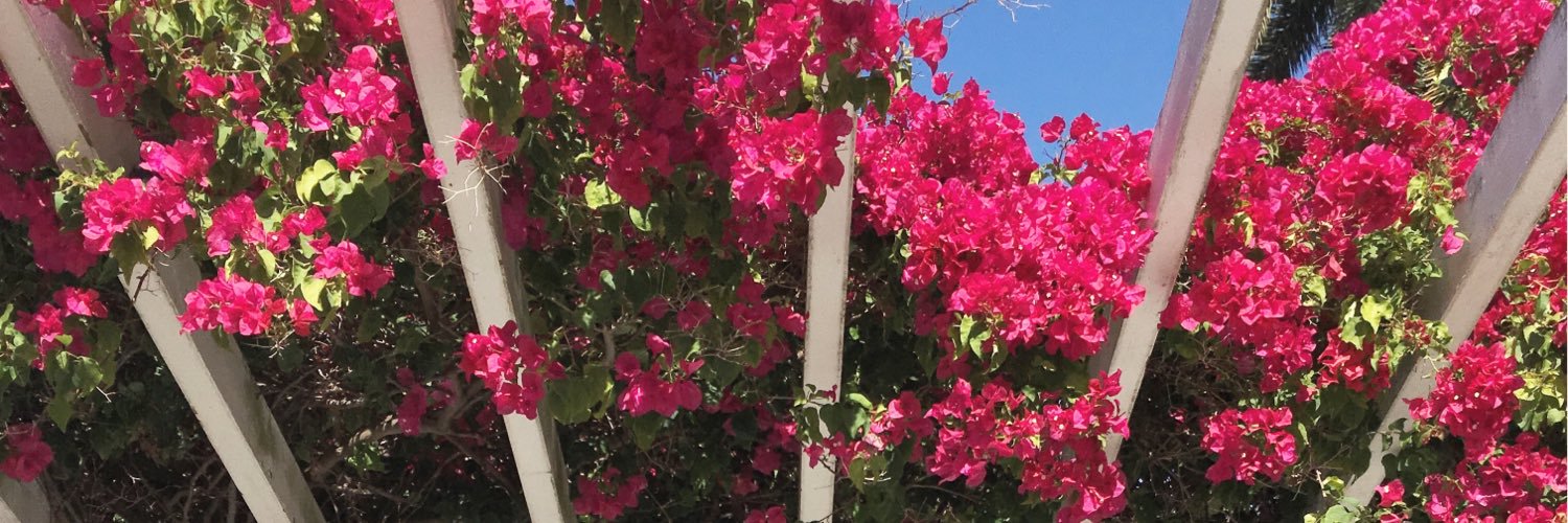 Tarabiscuit's profile banner image