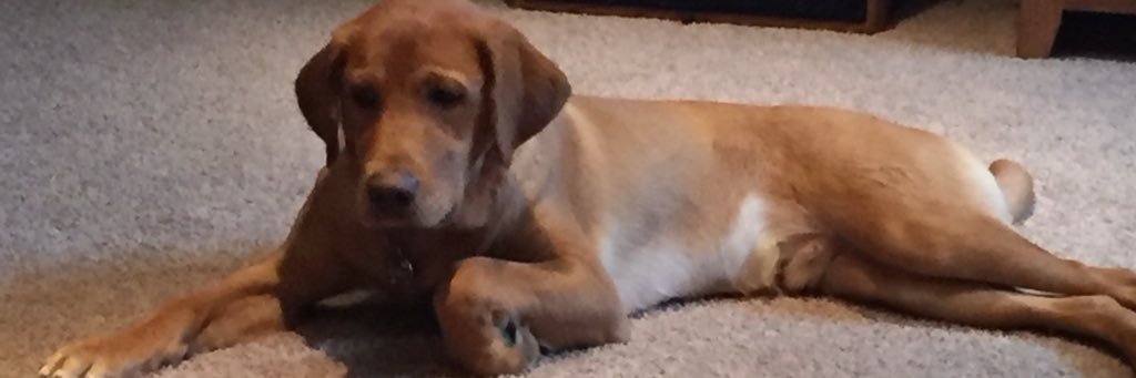 RylanHoerter's profile banner image